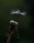 La leggerezza dell'essere...