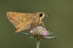 Hesperiidae
