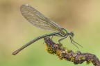 Calopteryx splendens