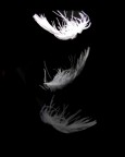 Plume