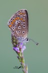 Polyommatus-Icarus