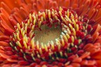 al cemtro del fiore...