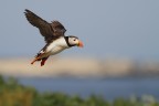 Foto scattata alle isole Farne