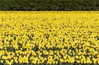 field of gold