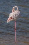 Fenicottero rosa