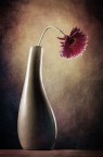 Solitaria
