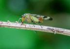 Prime prove di Macro con il mio nuovo Tokina 100mm Macro