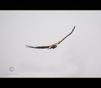 Parco Delta del Po; Riserva Naturale Pineta di Volano, Ferrara, dicembre 2014