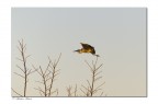 Airone cinerino?