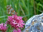 Melitaea