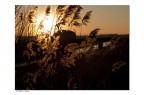 Controluce