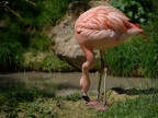 fenicottero rosa