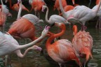 Flamingos