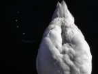 ...cigno...