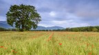 Primavera
