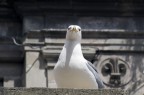 st.