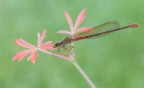 Ceriagrion-tenellum-femm...