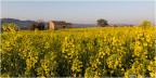 Colza #3