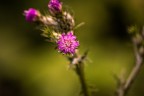 La natura sa essere meravigliosa