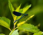Meravigliosa creatura
