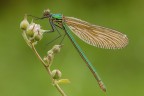 Calopteryx splendens