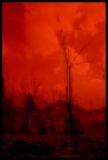 alberi bruciati