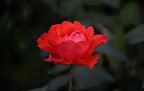 Nikon D600
Nikkor 70-300
f/5.3
1/250 sec.
ISO -110      ESp - 1.3