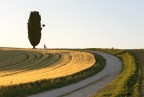attenzione caduta rami