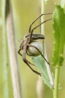 Pisaura Mirabilis con il suo prezioso sacco pieno di uova. Difficile isolarla al meglio, pi ci si fa invadenti e pi scende nel prato, inondando il sensore di verde :-) 
Adoro questi ragni..., spero di trovarne uno in situazione pi aperta.
http://postimg.org/image/fgzcv6u2j/full/