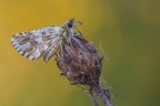 Pyrgus malvoides