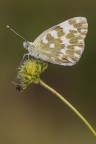 Pontia edusa