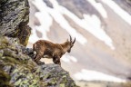 Al confine tra Parco dell'Adamello e Parco dello Stelvio a quota 2500 mslm circa vicino ai Laghi d'Ercavallo..

Canon 6D + Canon 400mm + Kenko Extender 1.4x

ISO 400
560mm
f/8,0
1/1250 sec