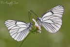 Canon 50D, Tamron SP 180mm f/3.5 Di LD Macro, 1/6 f/11.0, ISO 100, treppiede.

un caro saluto a tutti.