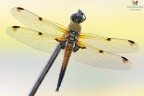Quadrimaculata.....