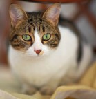 Micio