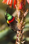 Nettarinia piccola dal doppio collare