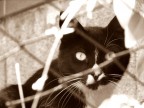 Romeo il pi bel gatto del Colosseo