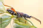 Stenopterus ater (Linnaeus, 1767)