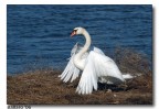 cigno 3