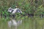 La mia foto pi preziosa;  un crop enorme, ma ho fotografato il cormorano albino. Credo che poi sia morto nell'inondazione che nel 2012 ha travolto l'oasi wwf di Alviano, la foto  stata fatta pochi giorni prima.
La foto non ha nessuna pretesa qualitativa, ma la propongo perch riprende una rarit assoluta. Critiche e commenti sempre benvenuti.
