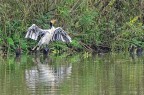 La mia foto pi preziosa;  un crop enorme, ma ho fotografato il cormorano albino. Credo che poi sia morto nell'inondazione che nel 2012 ha travolto l'oasi wwf di Alviano, la foto  stata fatta pochi giorni prima.
La foto non ha nessuna pretesa qualitativa, ma la propongo perch riprende una rarit assoluta. Critiche e commenti sempre benvenuti.