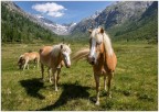 Haflinger