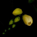 *** Sbocciamento *** *** Sbocciamento ***