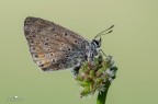 Licenide bagnata