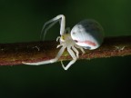 Aracne Aracne
