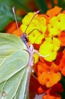 *** T'ho beccato a farti n canna ***