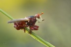 Myopa dorsalis