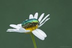 Cetonia aurata