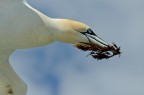 Sula in volo