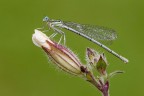 Dama